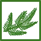 ikona rośliny iglastej
